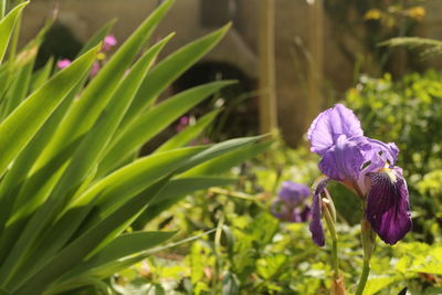 Close-up of purple flowers blooming outdoors