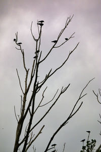 Low angle view of silhouette bare tree against sky