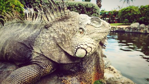 Iguana by river