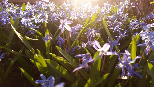 Close-up of purple flowers