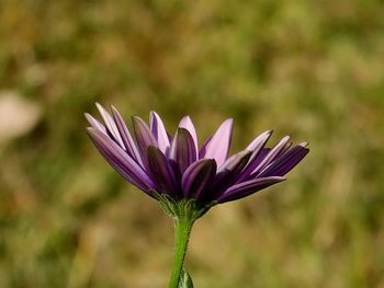 Close-up of purple flowering plant