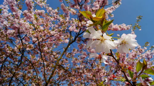 Low angle view of cherry blossoms in spring