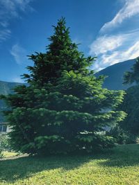 Trees on field against sky