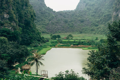 Scenic view of river amidst trees