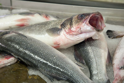 Close-up of fish for sale in market