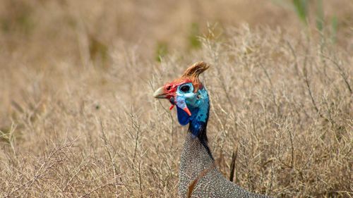 High angle view of a bird on field