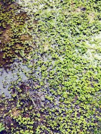 Close-up of ivy growing on tree