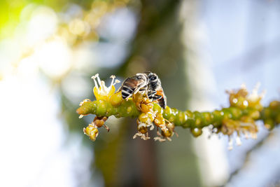 Close-up of insect on flower