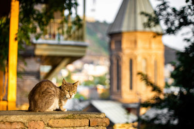 Cat sitting on a building