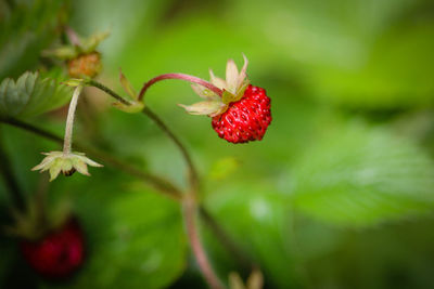 Close-up of strawberry growing on plant