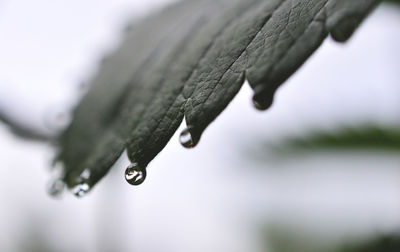 Close-up of wet lizard on leaf