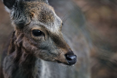 Close-up of deer