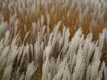 Full frame shot of reeds