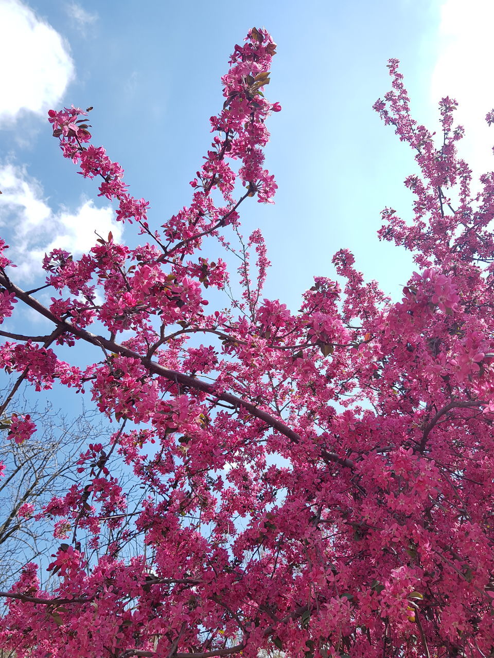 low angle view, plant, tree, pink color, sky, flower, beauty in nature, flowering plant, growth, branch, blossom, nature, fragility, no people, freshness, day, springtime, vulnerability, red, cloud - sky, outdoors, cherry blossom, cherry tree, spring