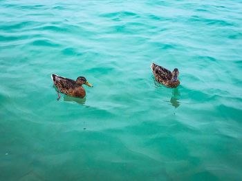 High angle view of ducks swimming in sea