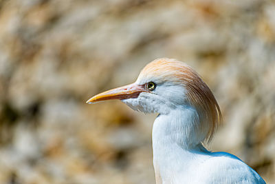 Close-up of a bird looking away