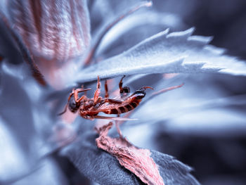 Close-up of insect on flower