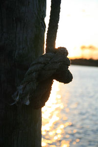 Close-up of lizard on tree trunk