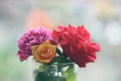 Close-up of rose bouquet