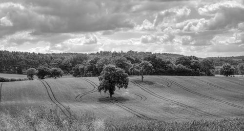 Trees on field against sky