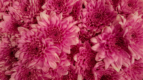 Full frame shot of pink roses