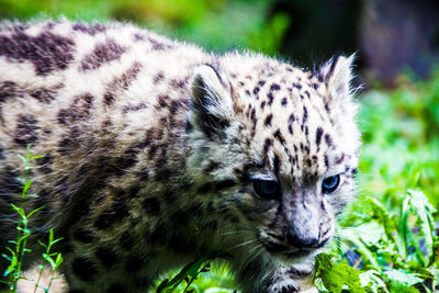 Snow leopard cub on field