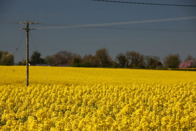 rapeseed