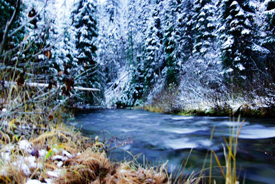 Scenic view of lake in forest