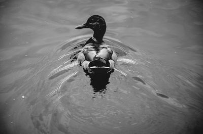 High angle view of duck swimming in lake