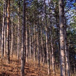 Low angle view of trees in forest