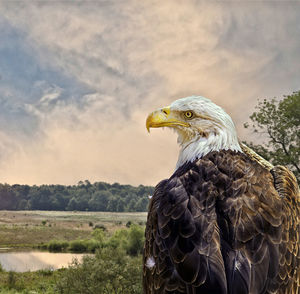 Close-up of eagle against sky