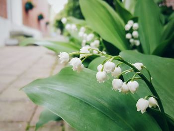 Close-up of white flowers