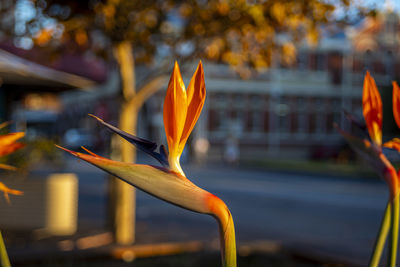 Close-up of orange flower against blurred background