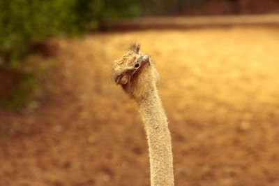 Close-up of a bird