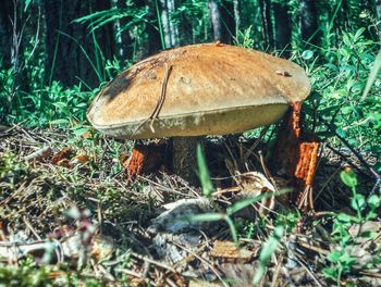 Close-up of mushroom growing on field in forest