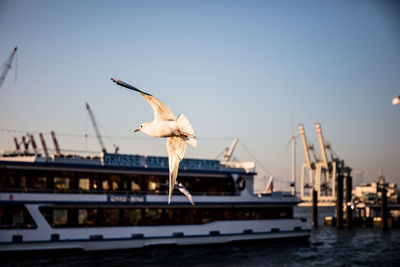 Seagull flying over sea against sky