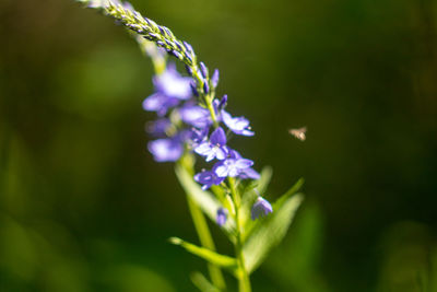 Close-up of purple flowering plant