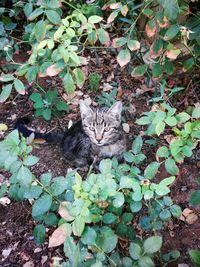 High angle view of cat sitting on plant
