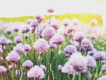 Close-up of pink flowers blooming in field