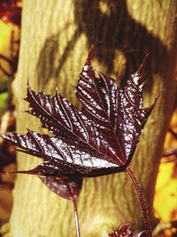 Close-up of plant