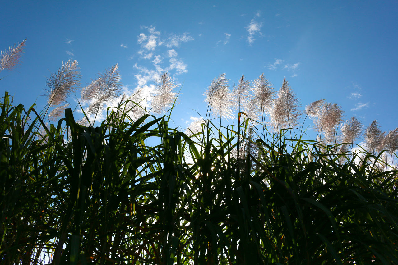 Flower cane