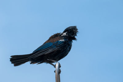 Low angle view of bird perching against clear sky