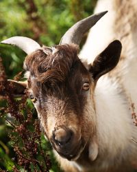 Close-up portrait of goat