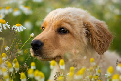 Close-up of dog looking away