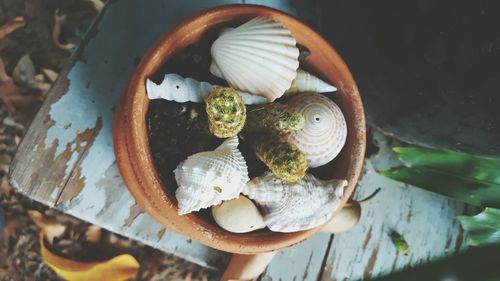 High angle view of potted plant with seashells on table