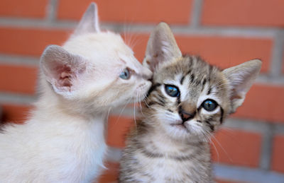 Close-up portrait of kitten