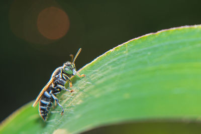 Close-up of insect on leaf