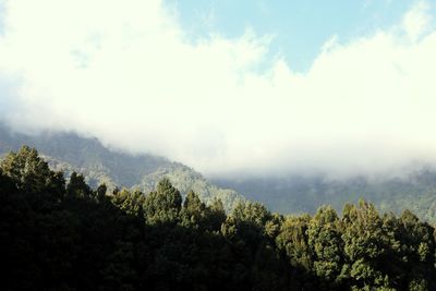 Scenic view of trees and mountains against sky