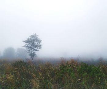 Trees on field against sky