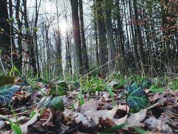 Surface level of trees growing in forest